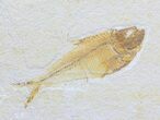 Two Diplomystus Fossil Fish - Wyoming #56246-3